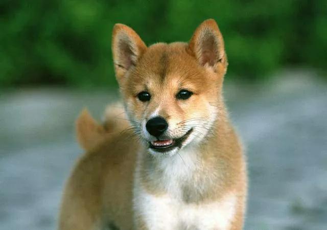 为什么说鸡无六载犬无八年,鸡不三年犬不六载有什么说法