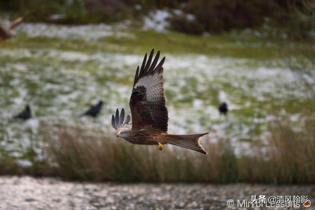拍鸟用尼康d6好还是z7ii好,拍鸟买r6还是r5