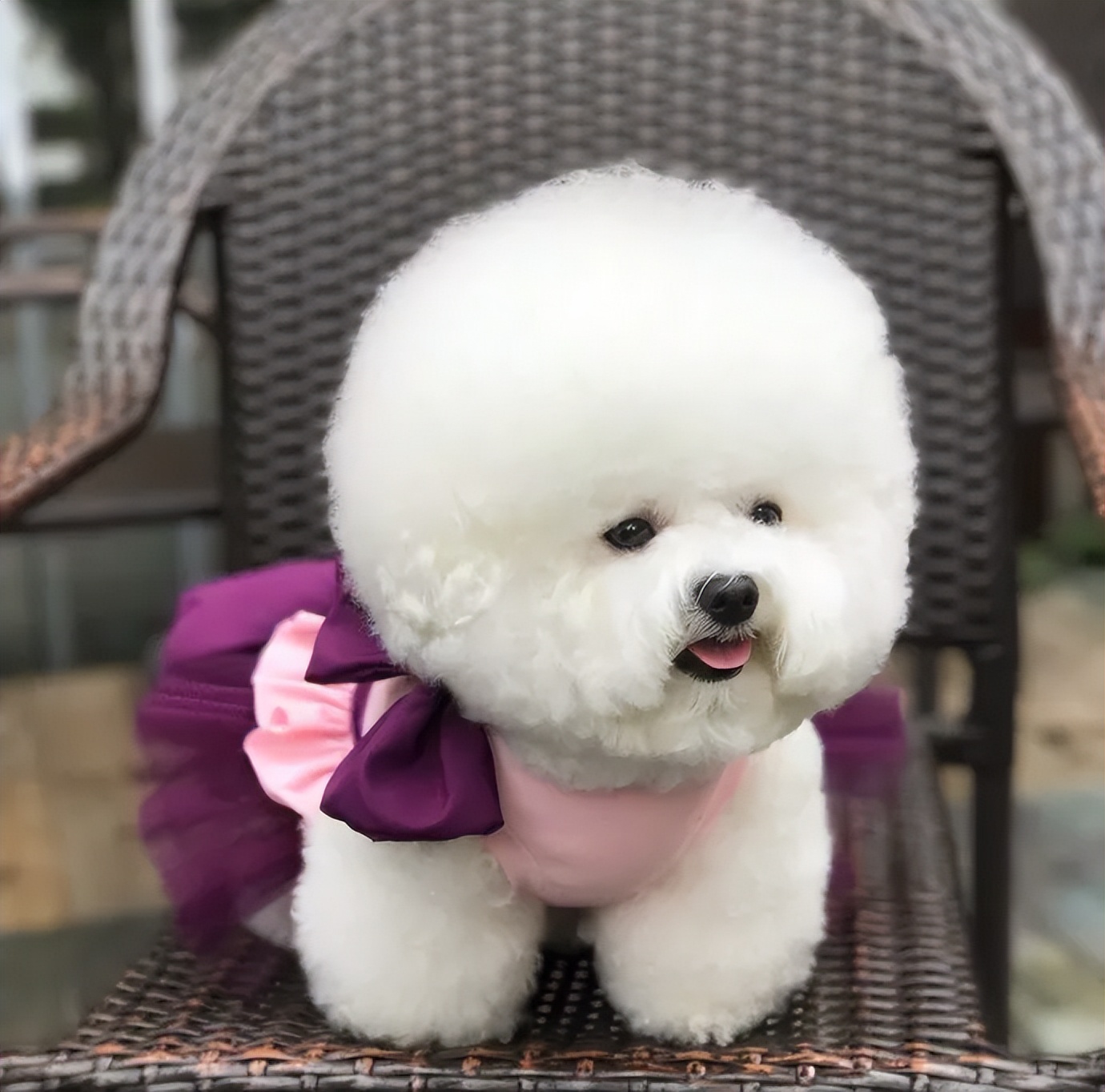 我家狗狗以为它是我亲生的,你家狗会不会认为是你亲生的