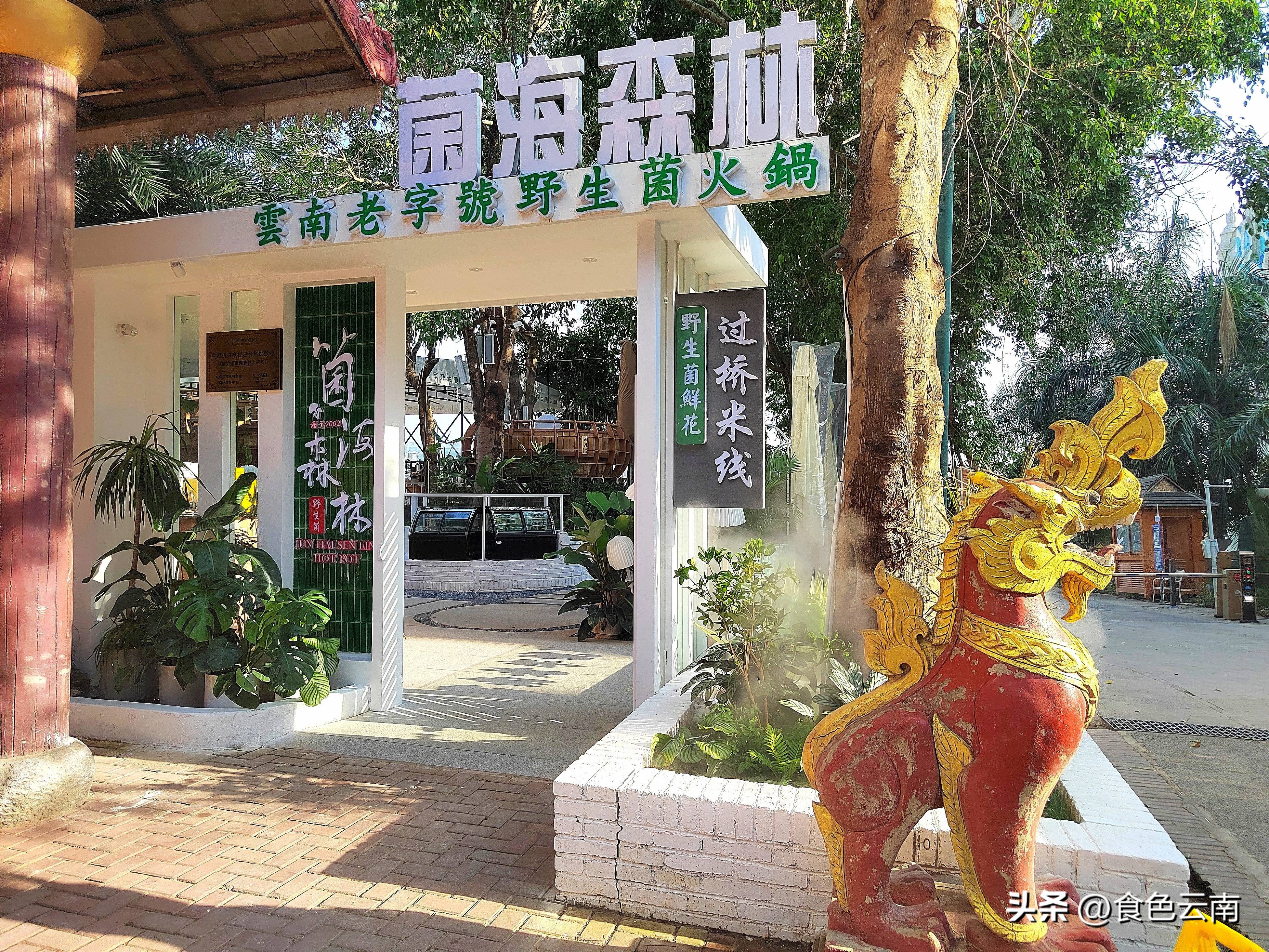 菌海森林野生菌火锅西双版纳,西双版纳野生菌推荐