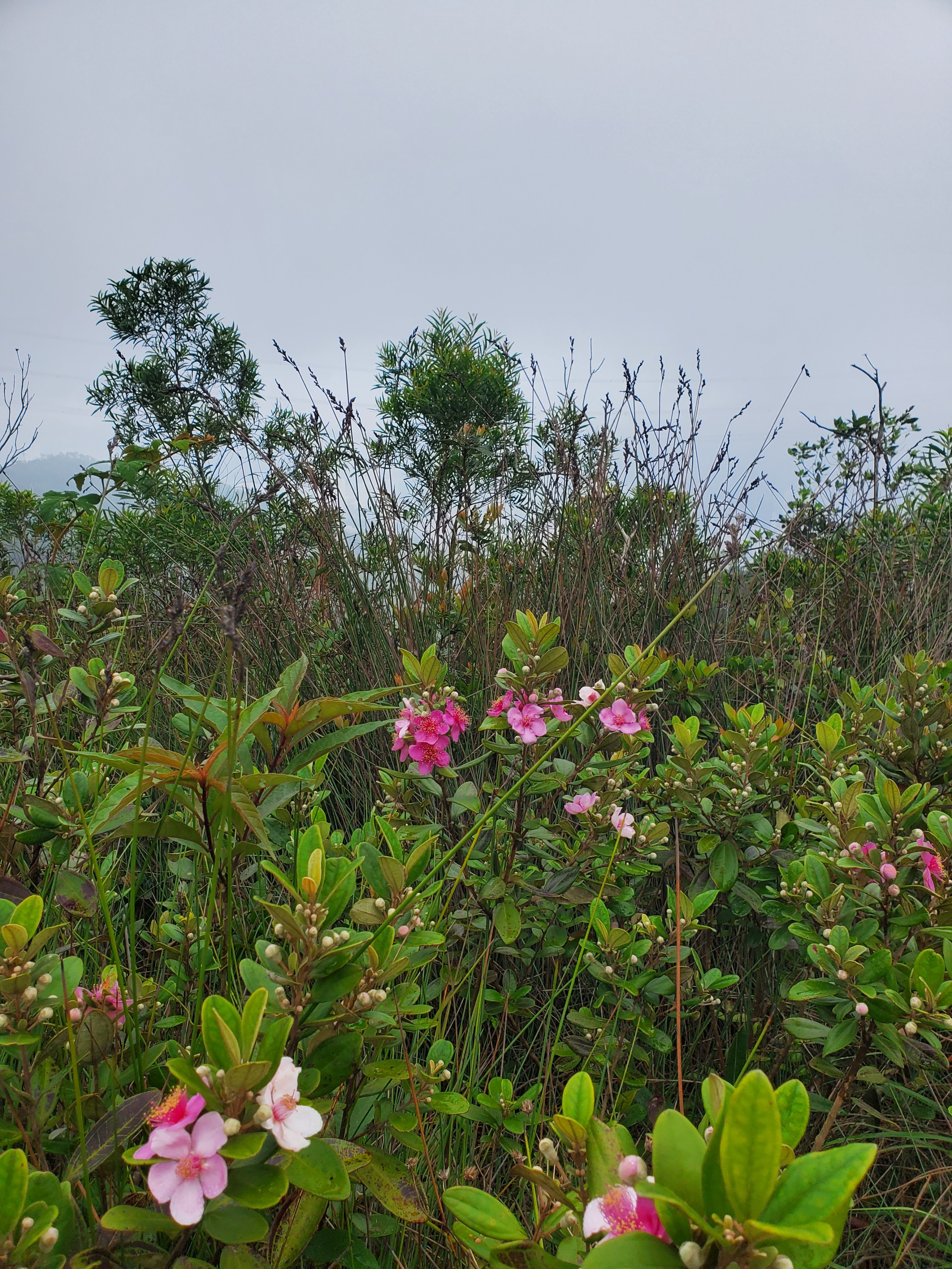 徒步香港大帽山,香港麦径徒步攻略