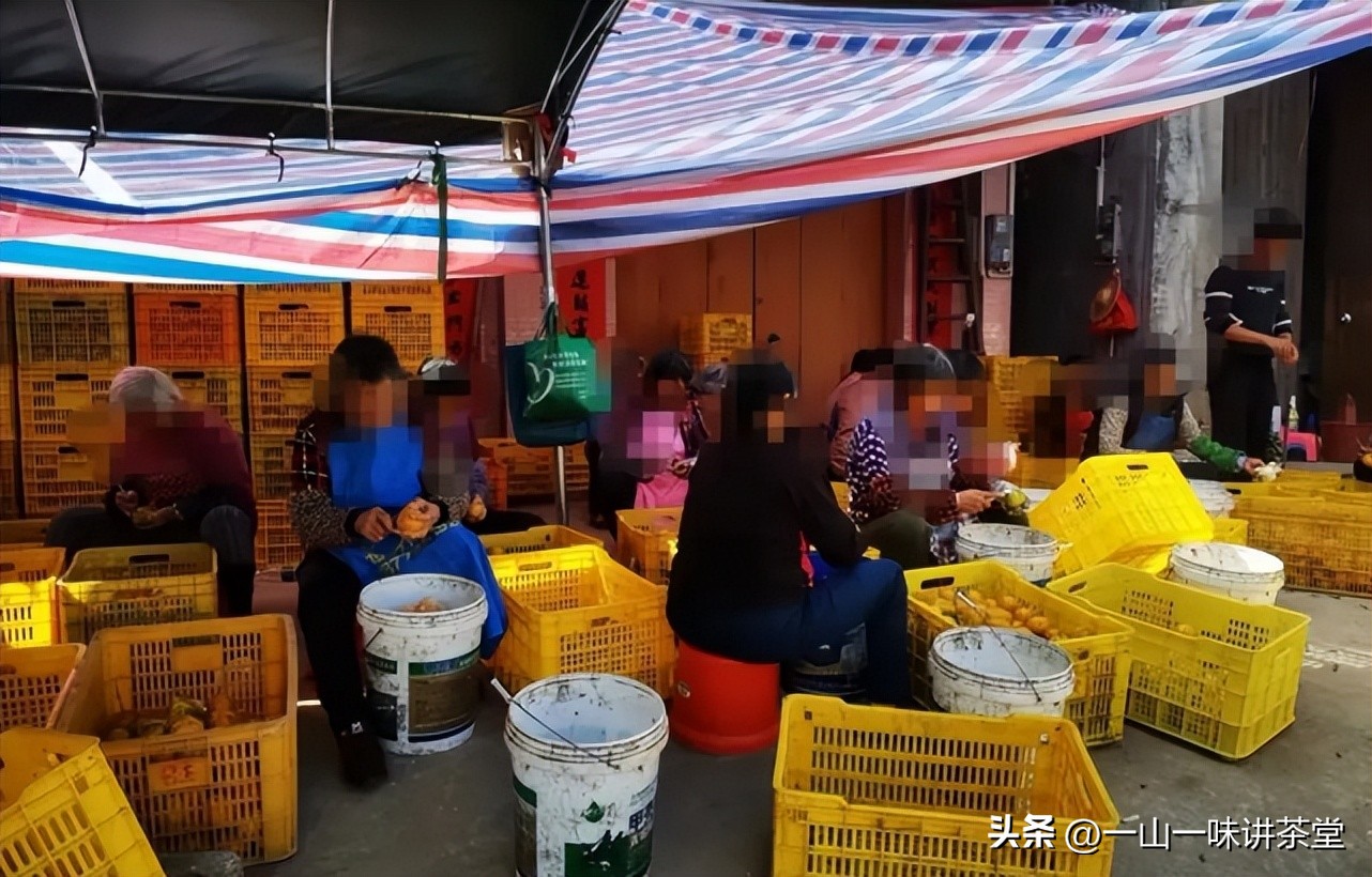 新会陈皮的产地有何特点,新会陈皮产区实地视频