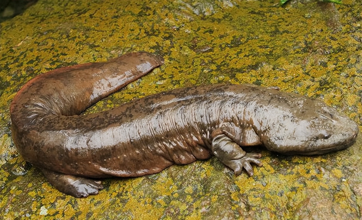 绍兴平水娃娃鱼养殖基地,遵义凤冈县娃娃鱼养殖基地
