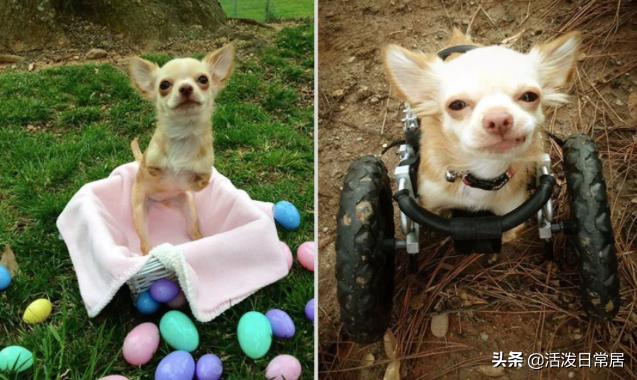 狗跟喜鹊待久了竟开始假孕分泌乳汁鸟：我把你当朋友你却想当我妈