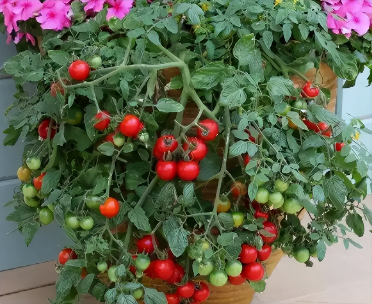 阳台如何种植蔬菜养花,阳台可以种植哪些蔬菜花卉