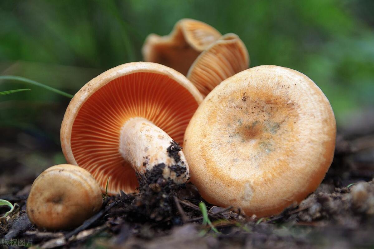 最佳减肥食谱12种天然减肥食物,减肥吃什么食物能快速瘦下来