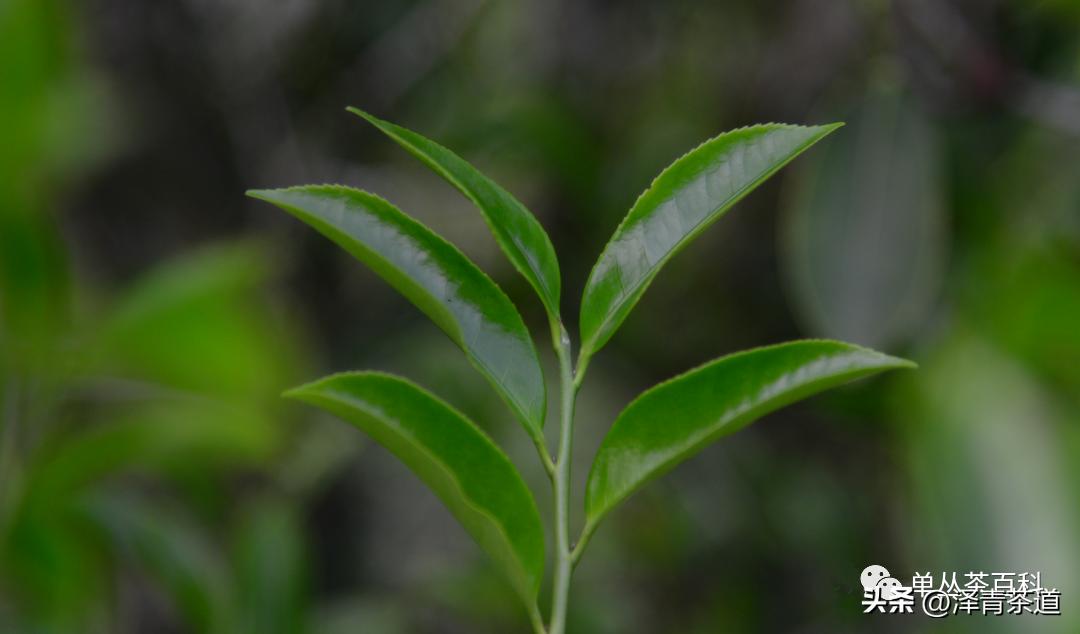 了解一下凤凰单丛,了解凤凰单丛