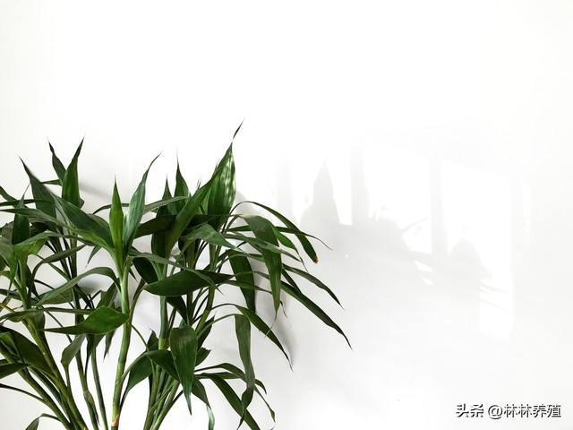 懒人养花就养这几种好养活不怕死,养这10种花越养家里越干净