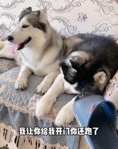 全网最听话的奥斯卡二哈,一只被主人逼疯的二哈奥斯卡