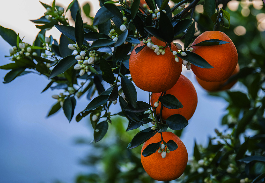 尼罗河花园香水沐浴露,尼罗河花园夏天的味道