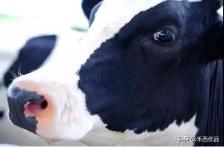 奶牛养殖何去何从,奶牛养殖现状