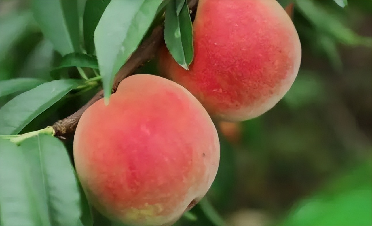 四种人不宜食用桃子,吃桃子有这3个禁忌千万不要忽视