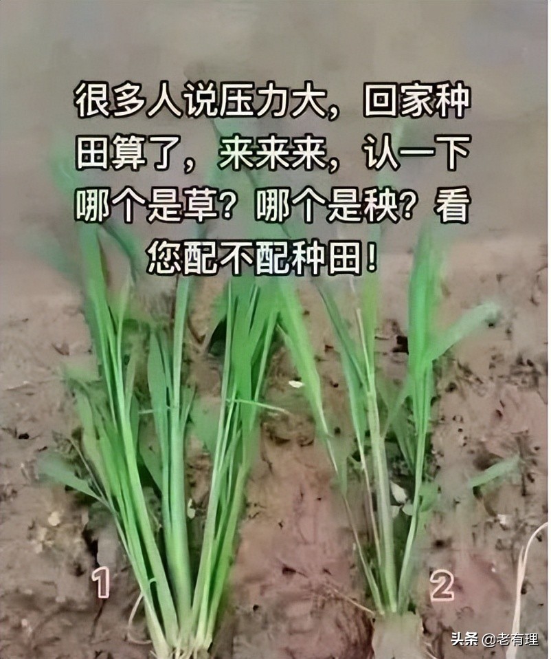 农村包地种菜怎么样,我想回农村养土牛能挣钱吗