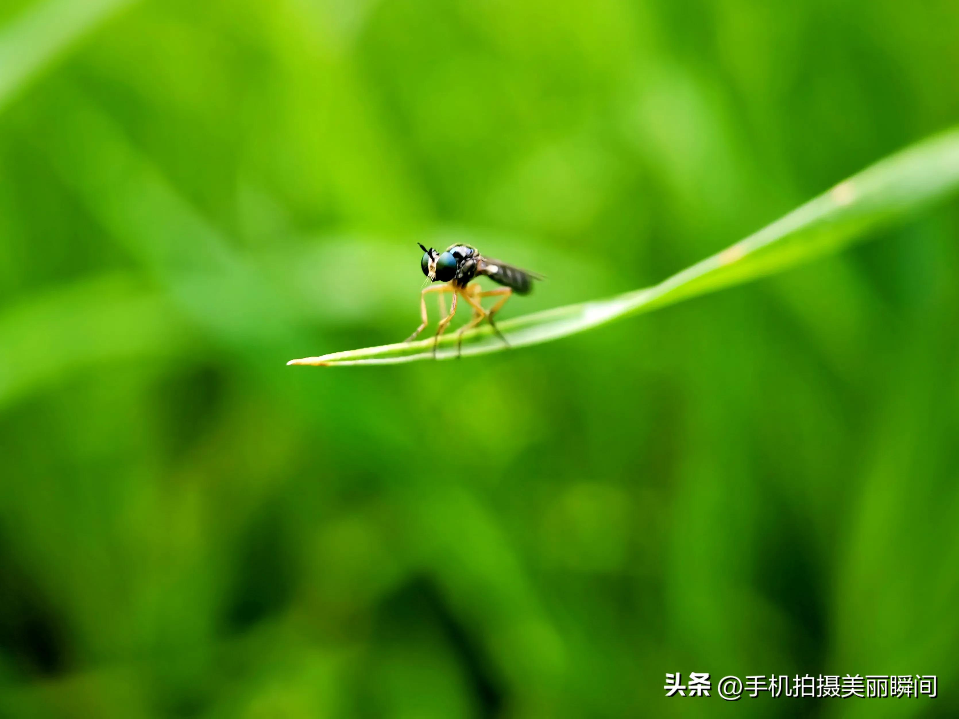 手机与胶片摄影作品,盛夏手机摄影作品欣赏