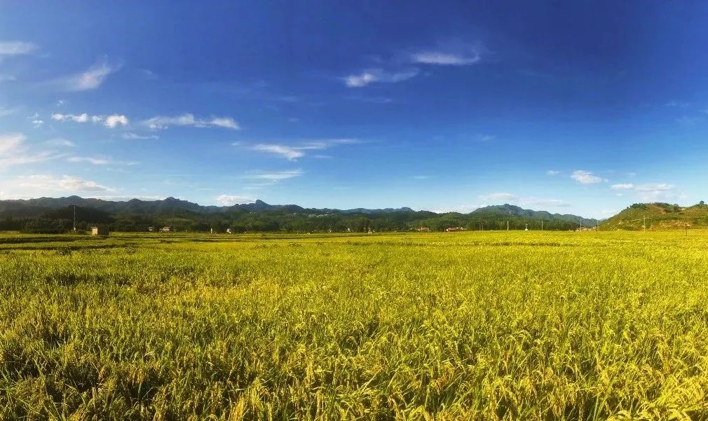 乡村振兴100讲全集,100个经典乡村振兴案例