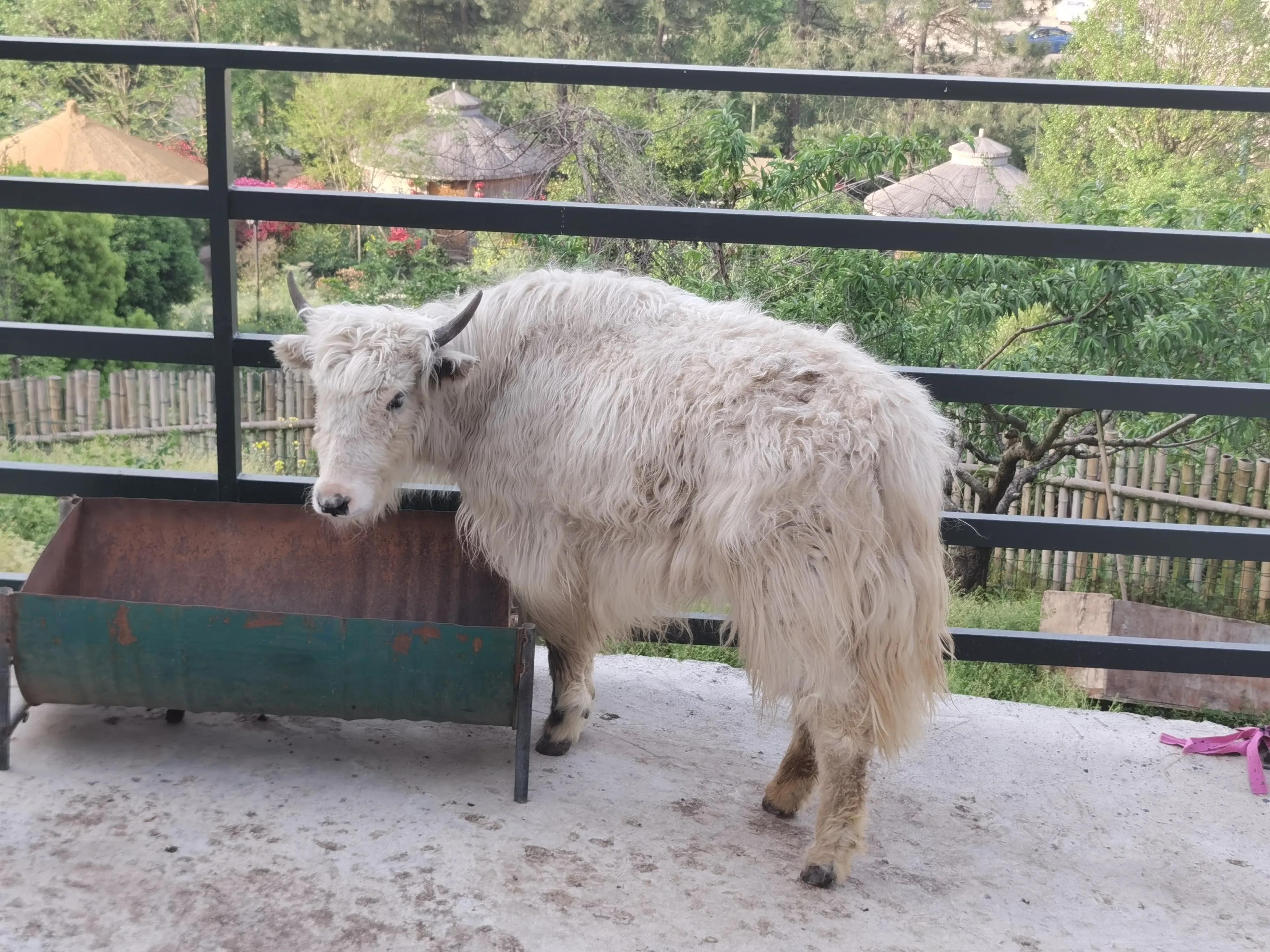 杭迪会·超级奶爸训练营——带娃出去春游啦