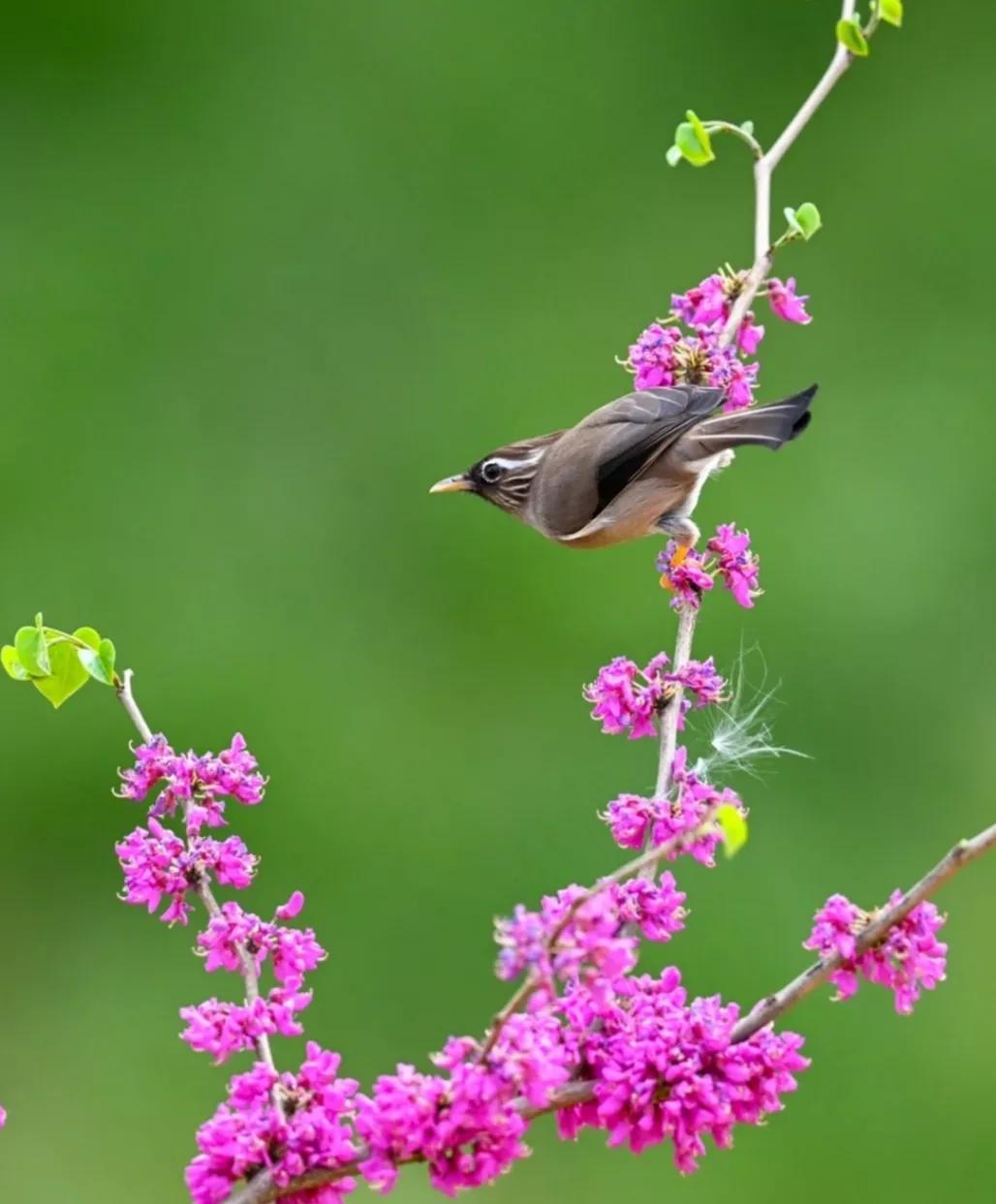鲜花唯美摄影图片,雨后盛开的花朵摄影图片