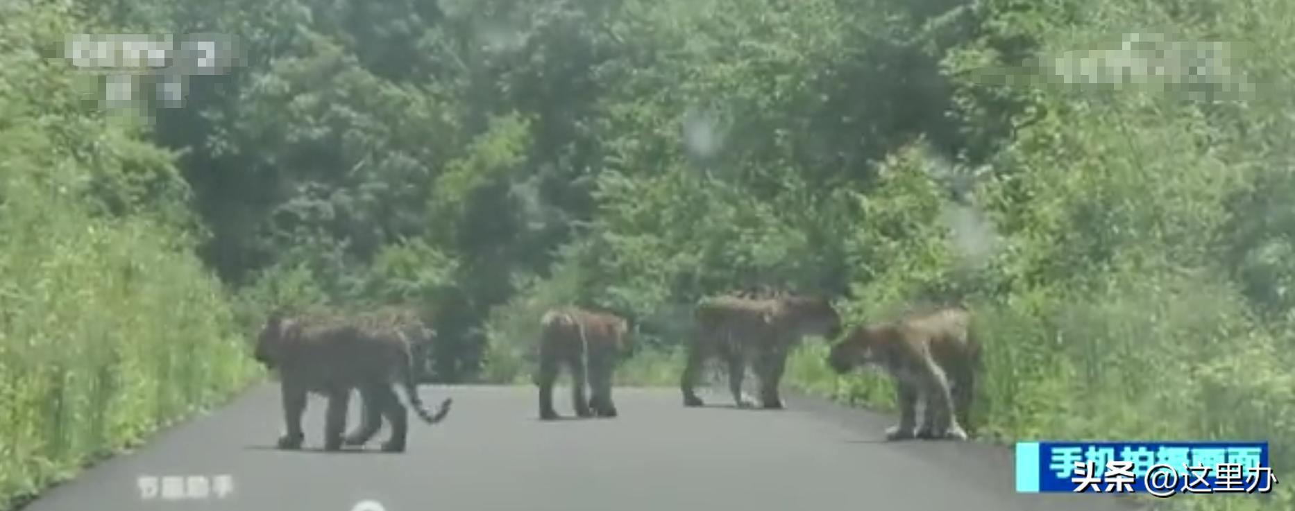 吉林珲春四只东北虎拦路,珲春路遇老虎