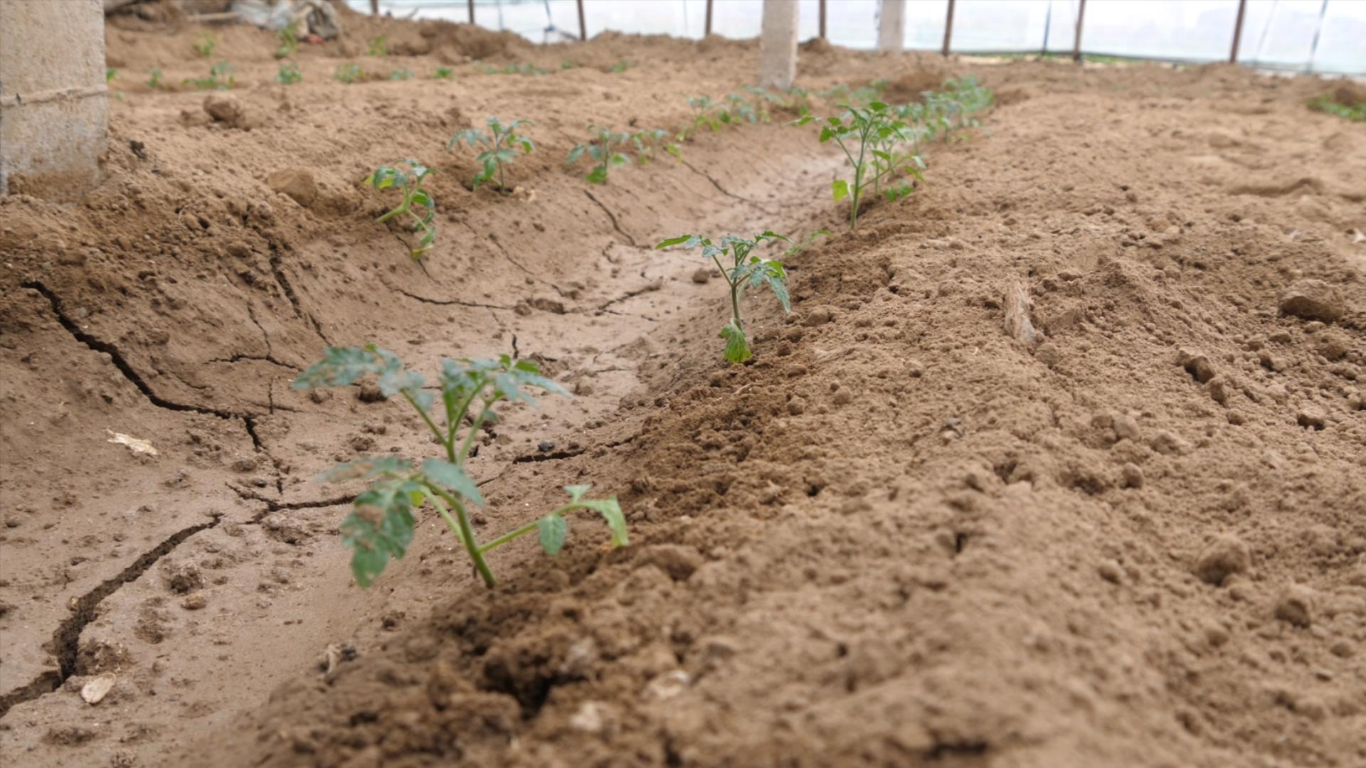 蔬菜重茬总是长不好？换个种植方法，不靠闷棚一样能高产