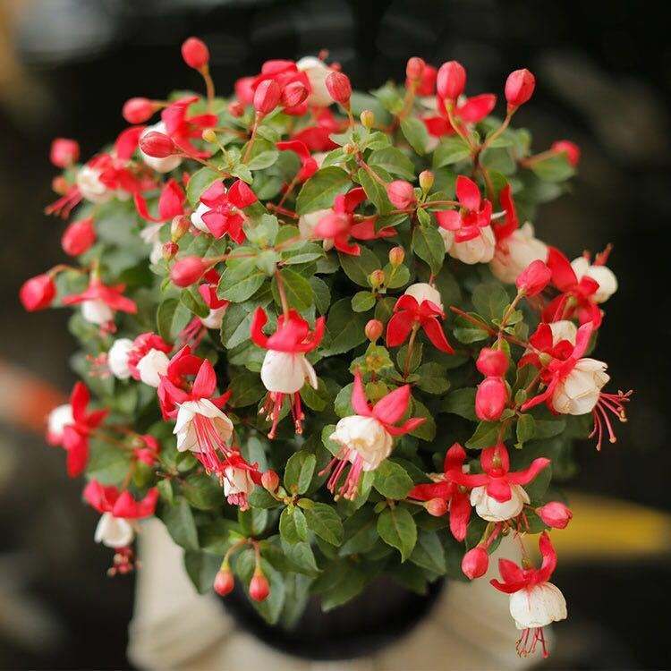 什么花寓意发财好运吉祥,寓意平安招财鸿运的干花