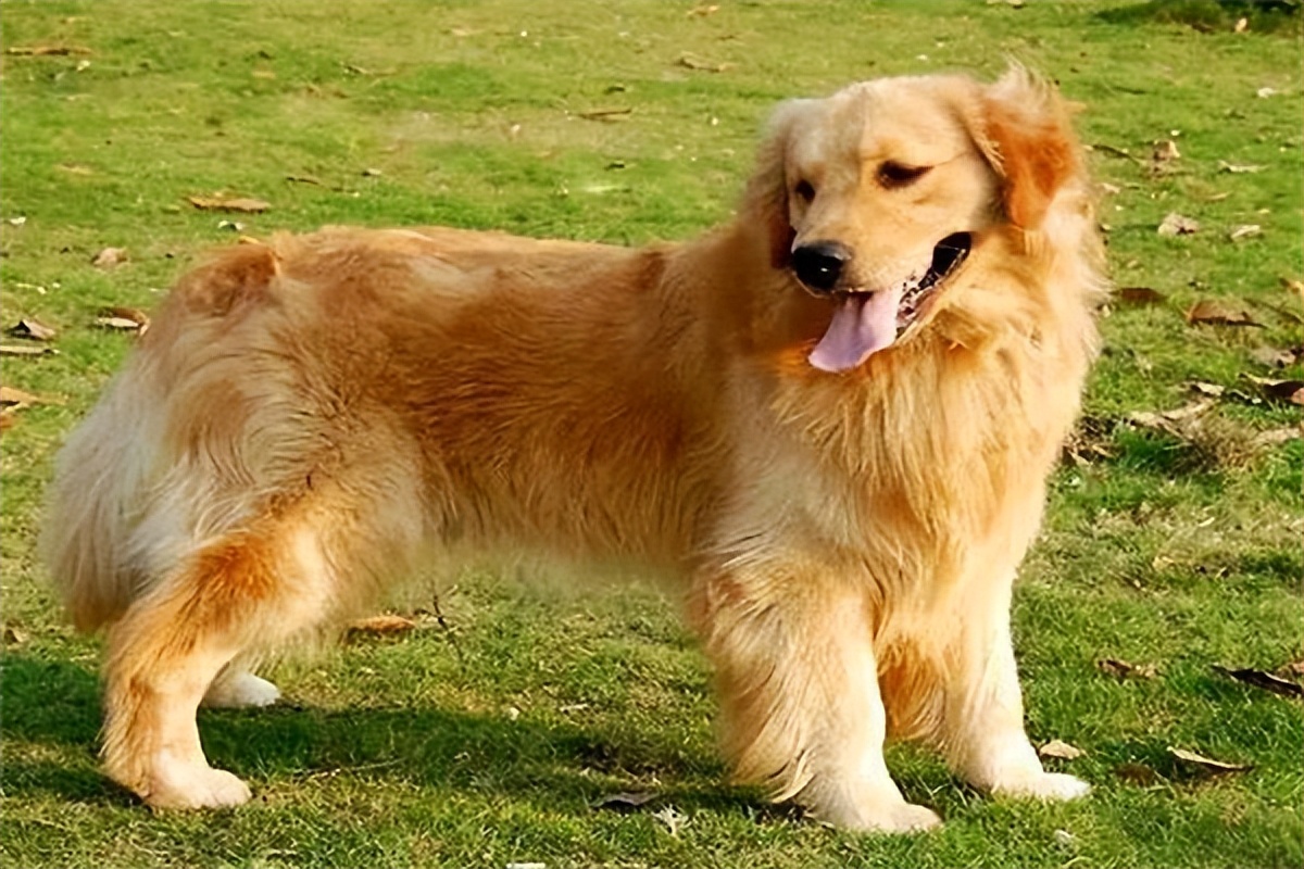 金毛多少钱一只?家养500元起,十分好养