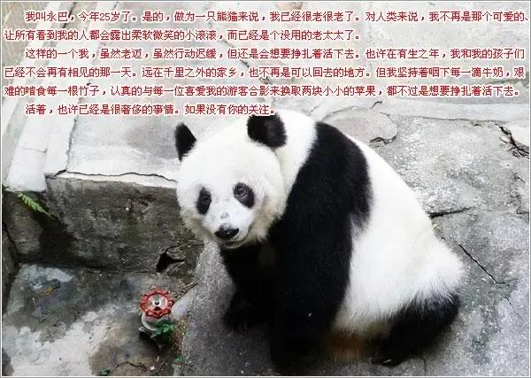 熊猫界几大家族,熊猫的种类有多少种