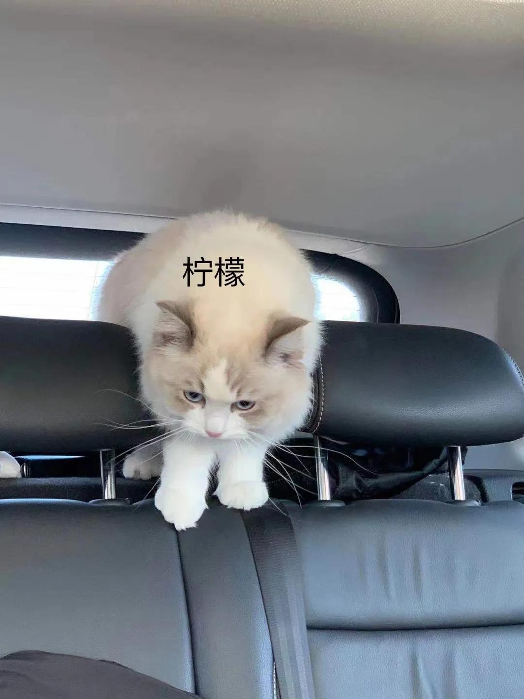 猫咪祖先是剑齿虎吗,猫咪的祖先图