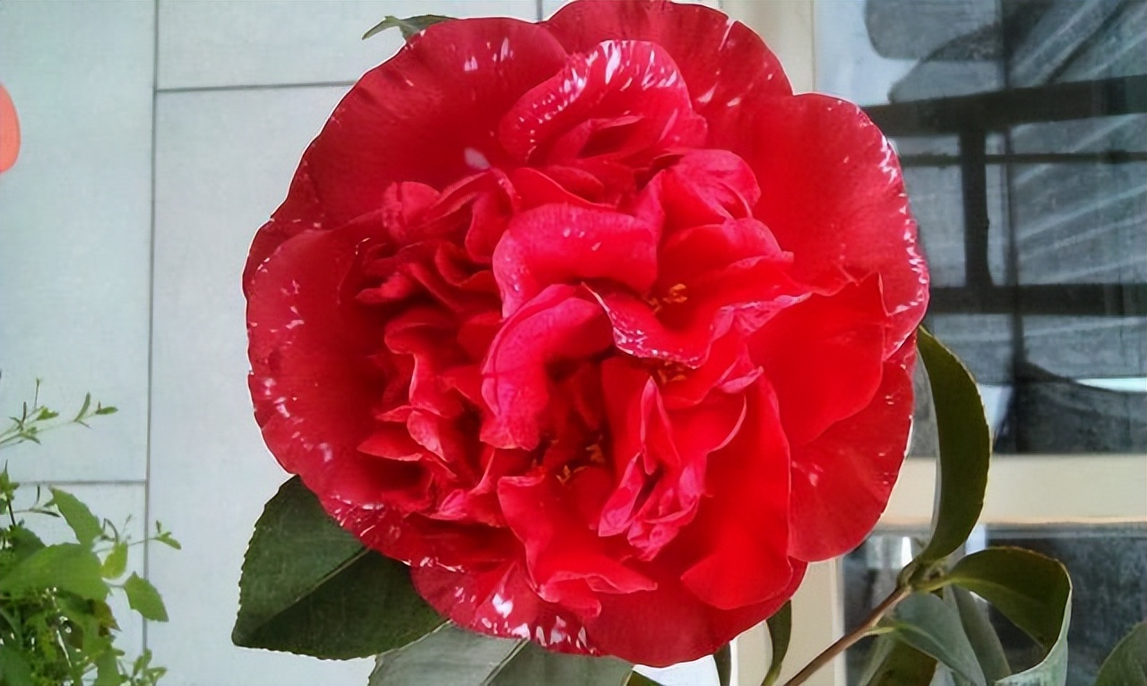 金弹子公母果有区别吗,金弹子分公母树