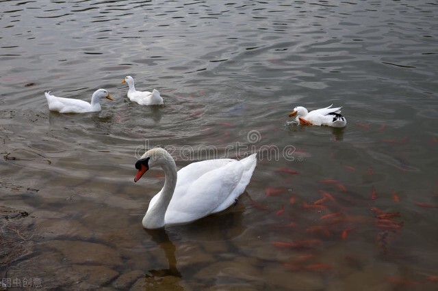 你能分清楚吗,带你认清现实丑小鸭
