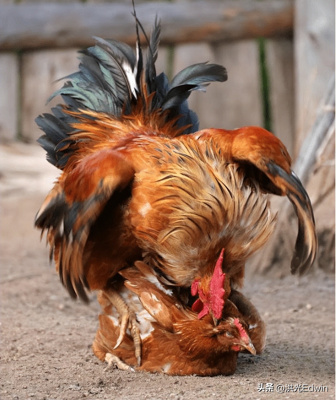 母鸡的蛋天天被拿走它不会生气吗,鸡蛋被拿走母鸡为什么不生气