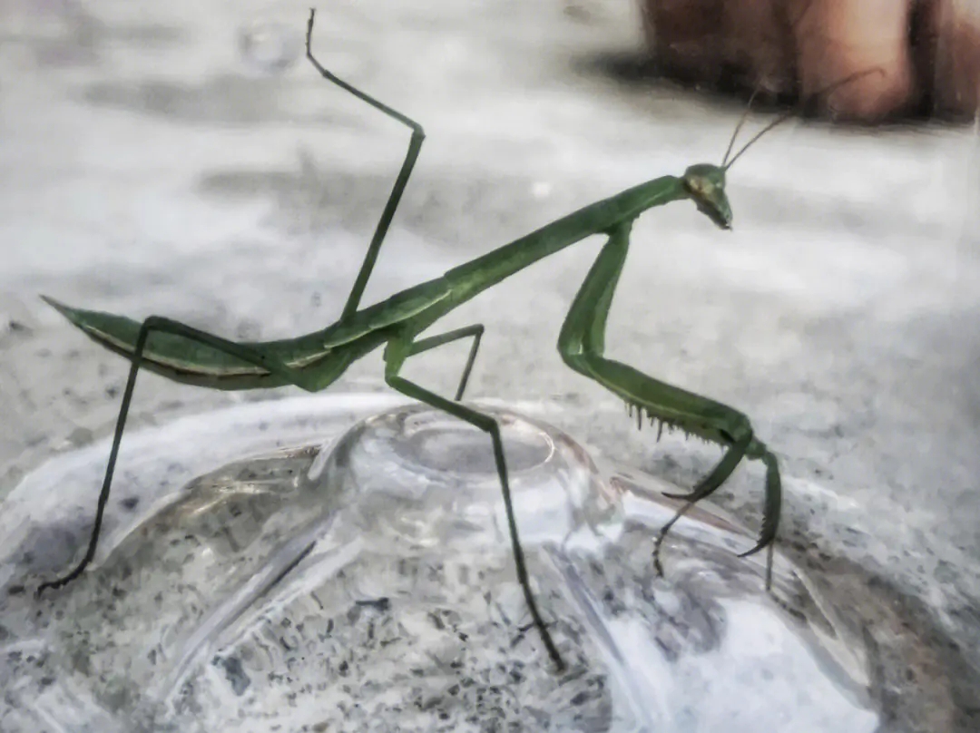 为什么说螳螂是凶残的昆虫呢,螳螂可以杀死比自己大的动物吗