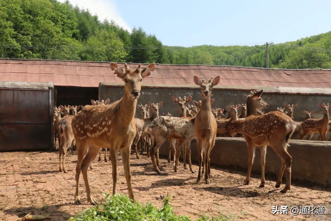 梅花鹿养出乡村振兴致富路,梅花鹿之乡的致富路