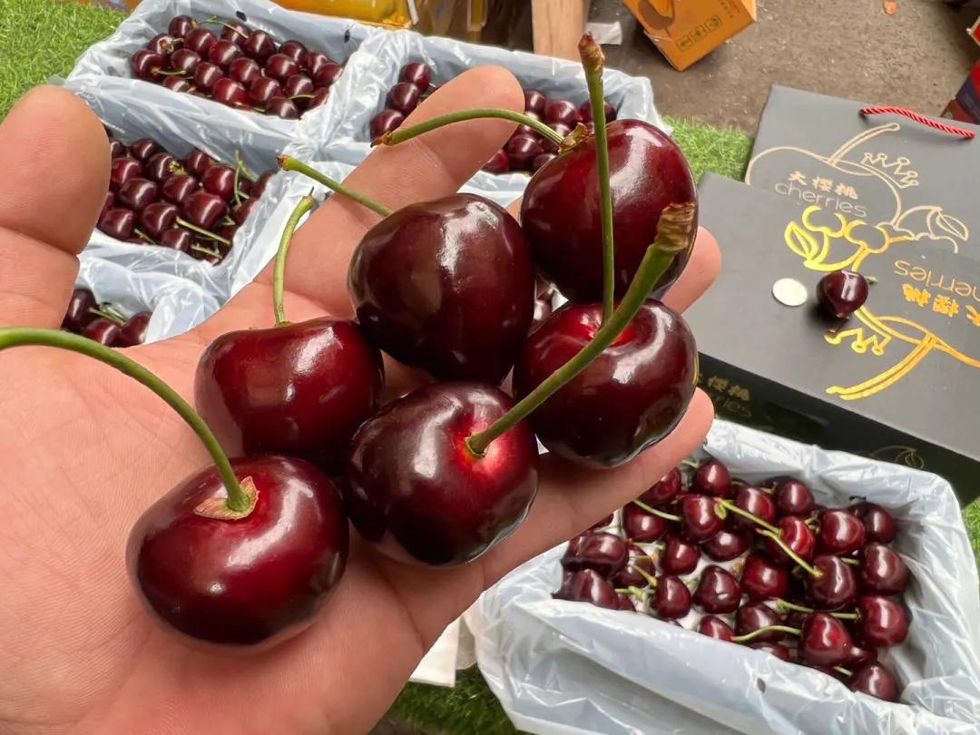 山东大樱桃最好的品种有哪些,目前山东最好的大樱桃品种