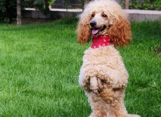 贵宾犬的泪痕怎么治疗,贵宾犬的泪痕很严重眼睛不停眨