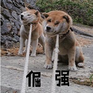 什么狗最忠诚最护主和凶猛又好养,这几种狗一旦抛弃很难独自活下去