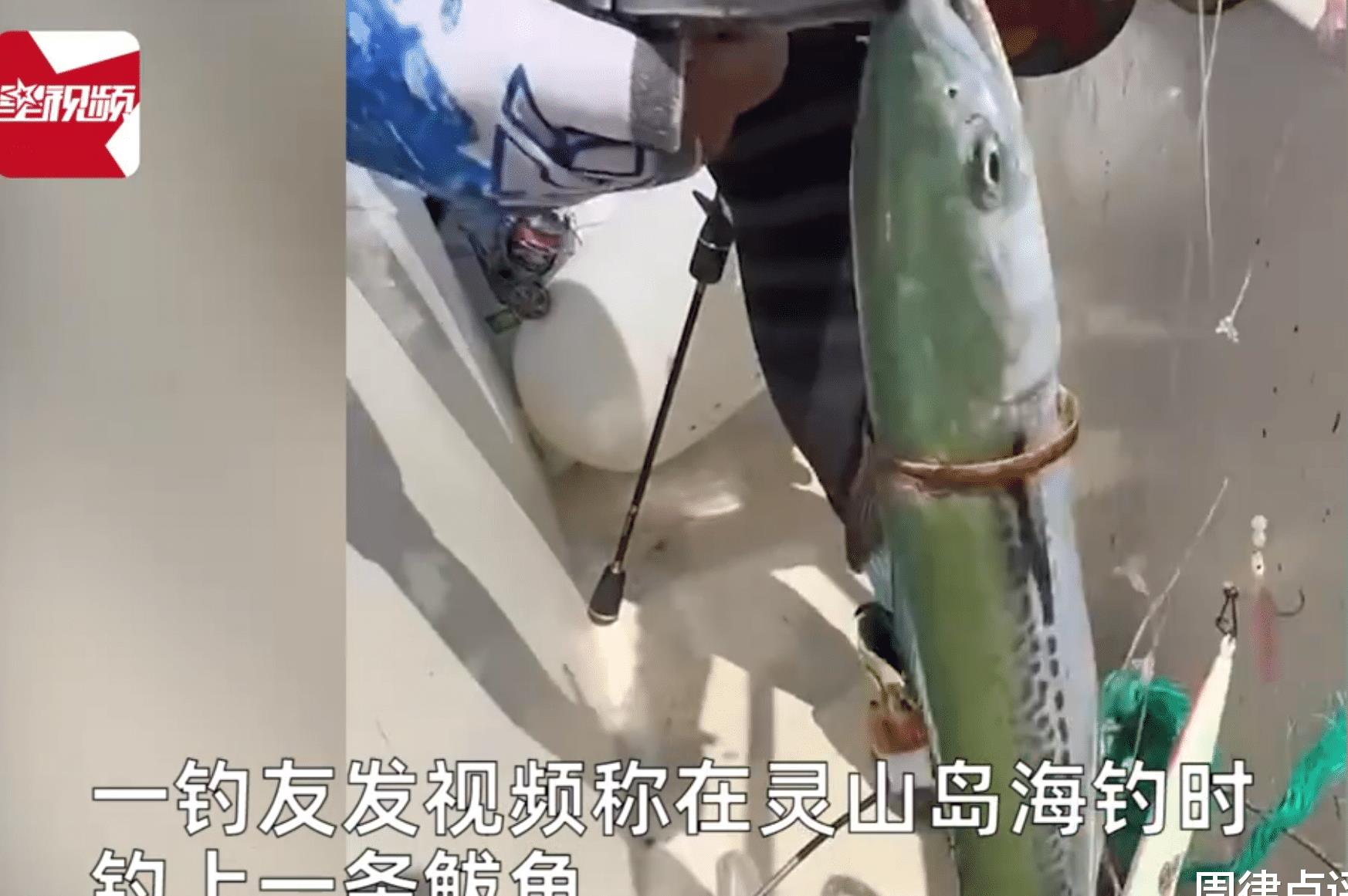 海钓一只鲅鱼身上套了一个金手镯,男子钓鱼捡到黄金手镯