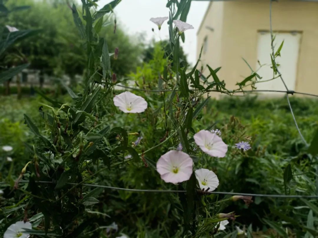 炽烈的支教（7）：企盼到雨，再企盼便是孩子的未来