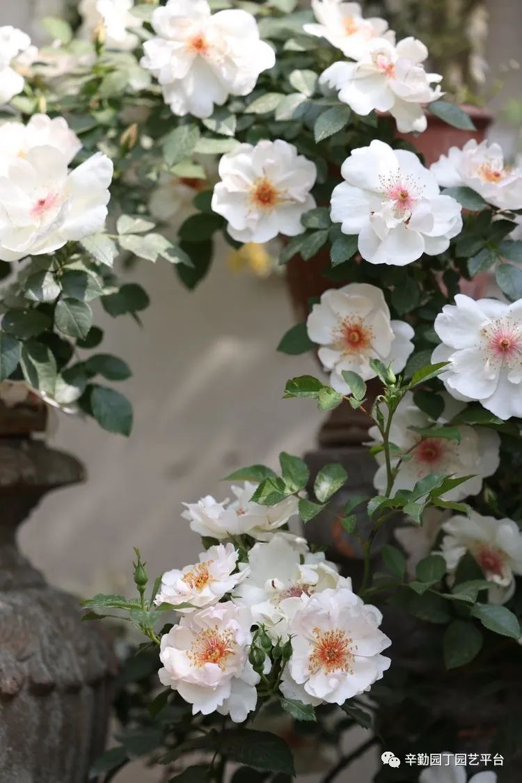 第八届园丁奖露台组《030号》洛基花园