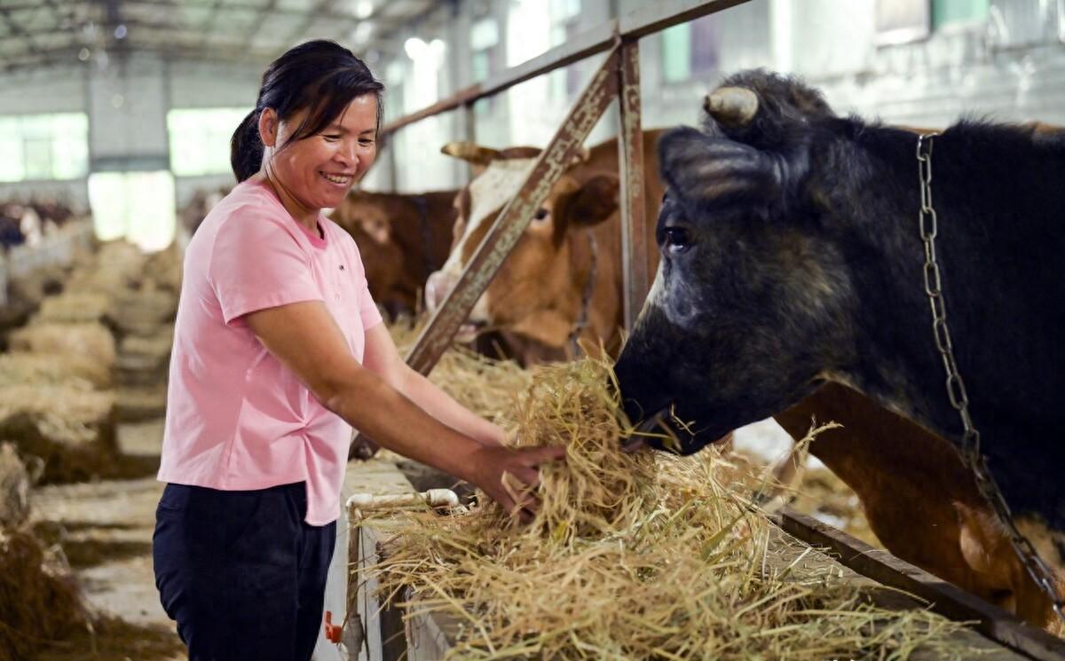 「惊！牛肉价格跌至45元3斤，2023年11月11日牛价跌破谷底！」