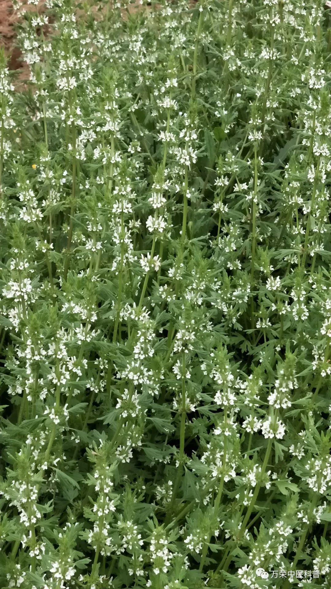 植物幼苗的发展过程详细,植物的幼苗在生长过程中
