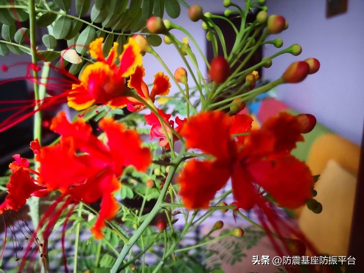 从发芽到开花的乐趣,从种子到果实成熟的感悟