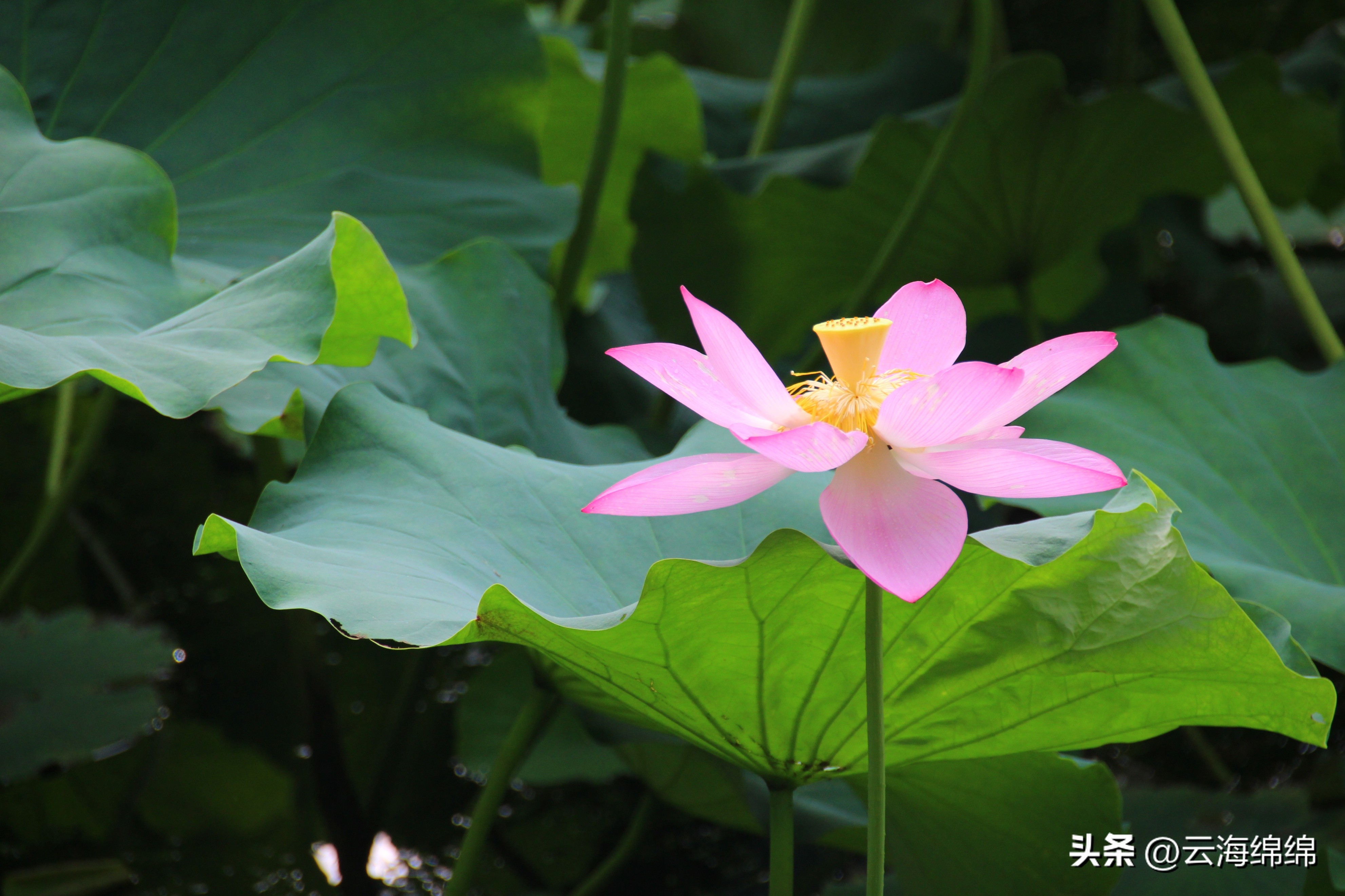 夏日荷花别样红照片,夏日荷花别样红手工