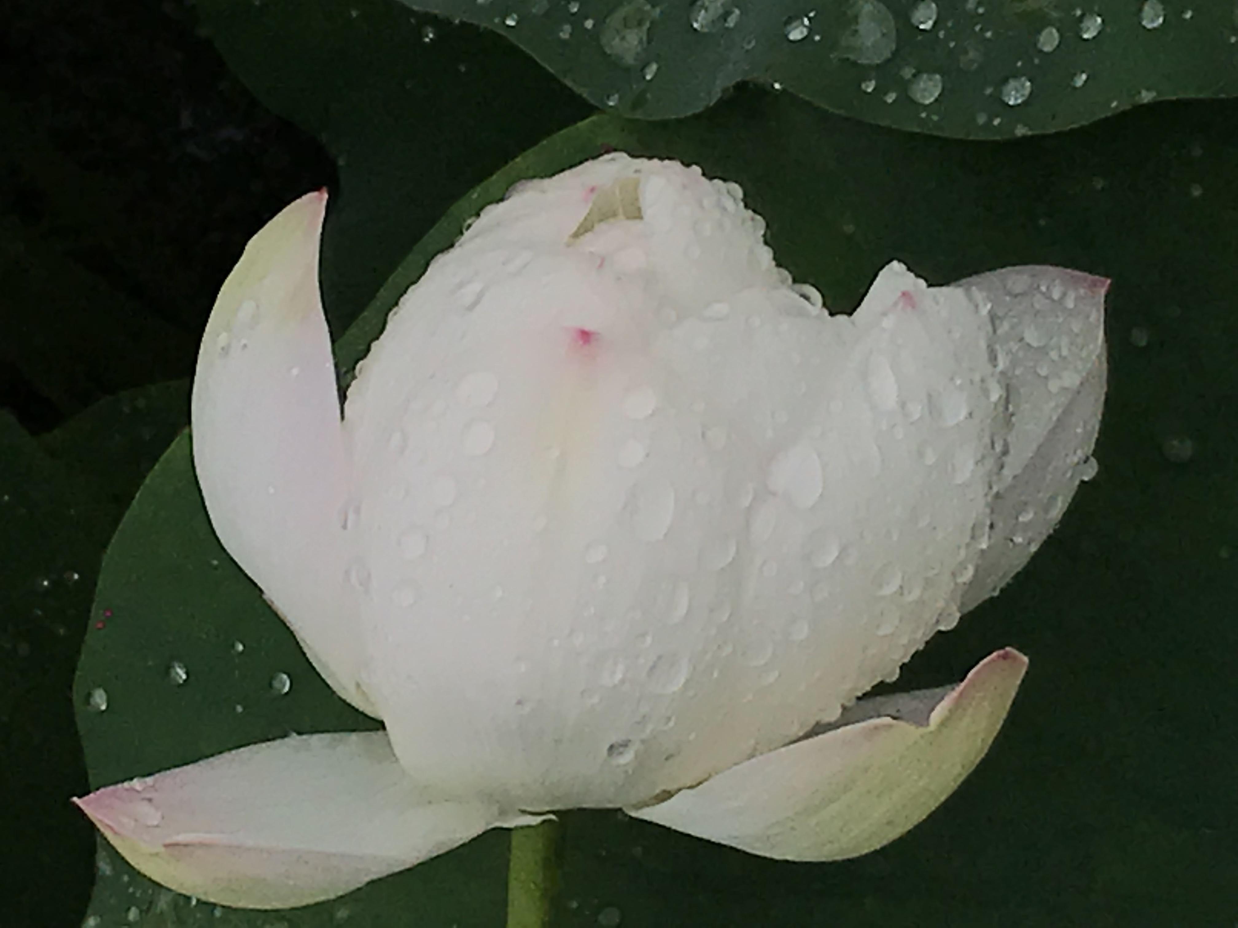 烈日炎炎赏荷花清凉一夏,京郊赏荷领略夏日之美