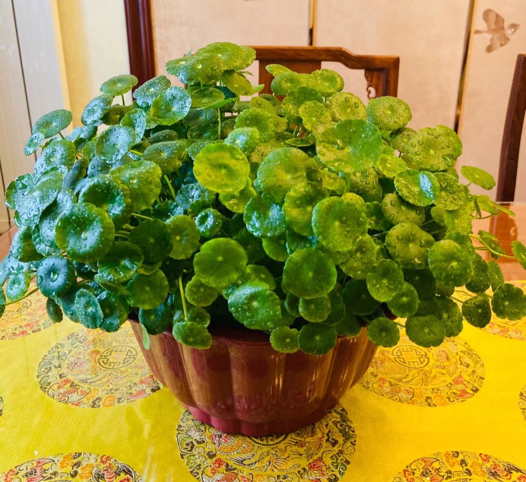 走霉运养什么花旺财运呢,养什么花好运气又旺财