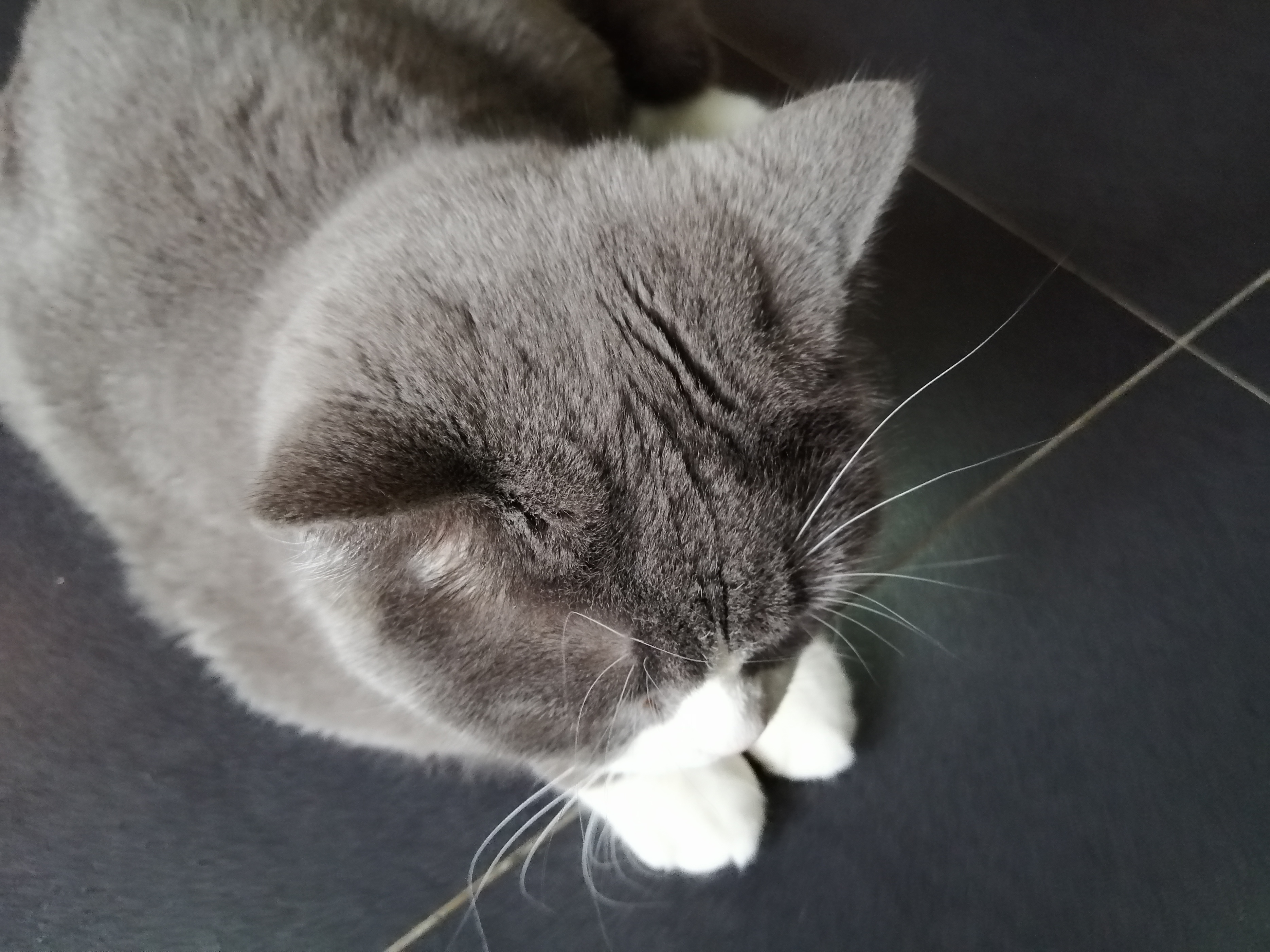 狸花猫真的不容易生病吗,狸花猫没有跳蚤吗