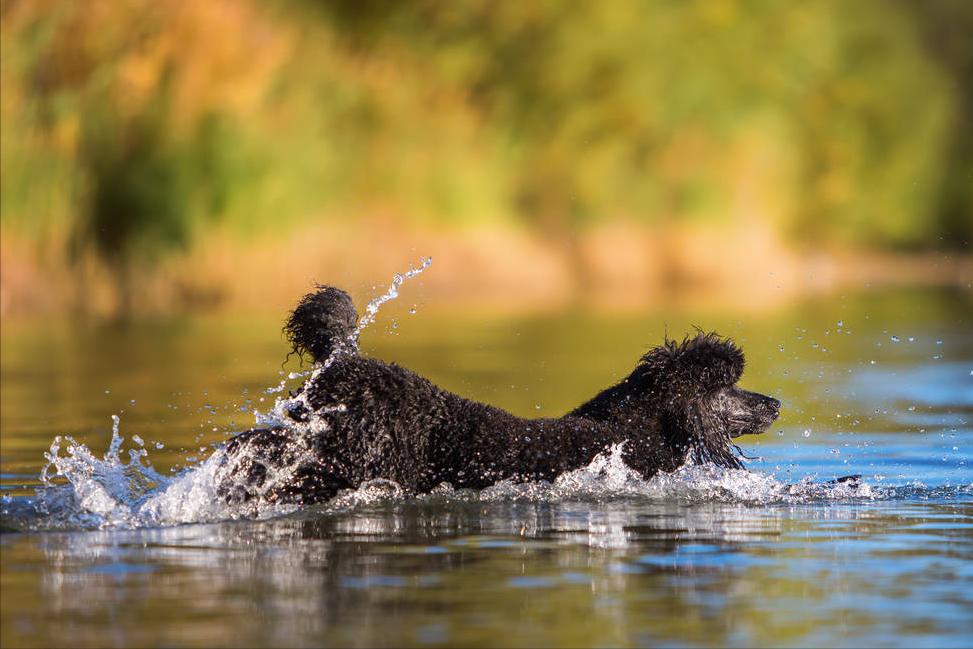 泰迪贵宾犬怎样区分,泰迪贵宾犬怎么区分