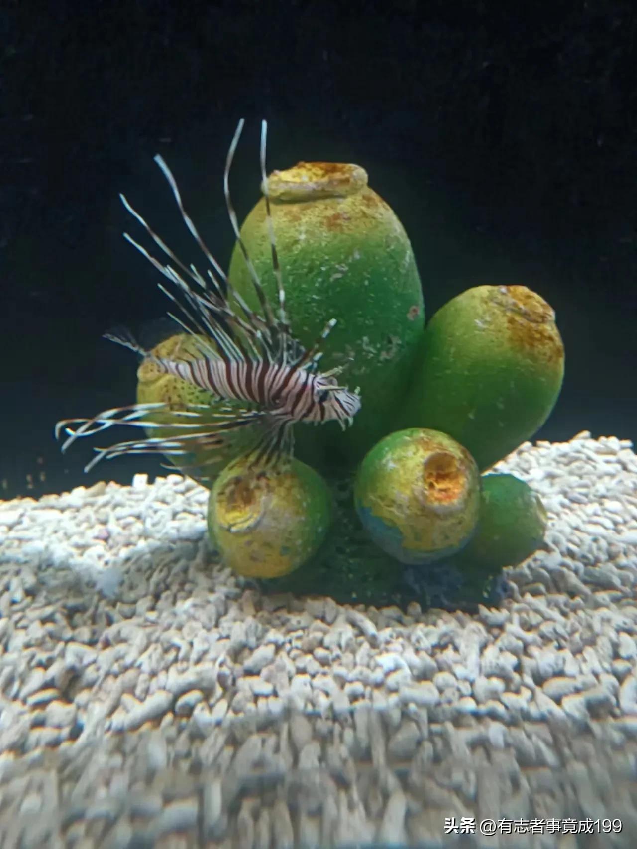 在西安去海洋馆,西安海底世界海洋馆