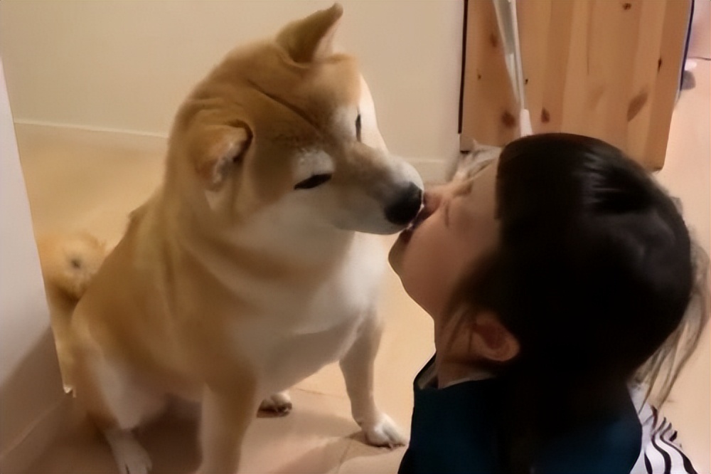 母狗爱舔人？不！它只是想向你表达它对你的爱