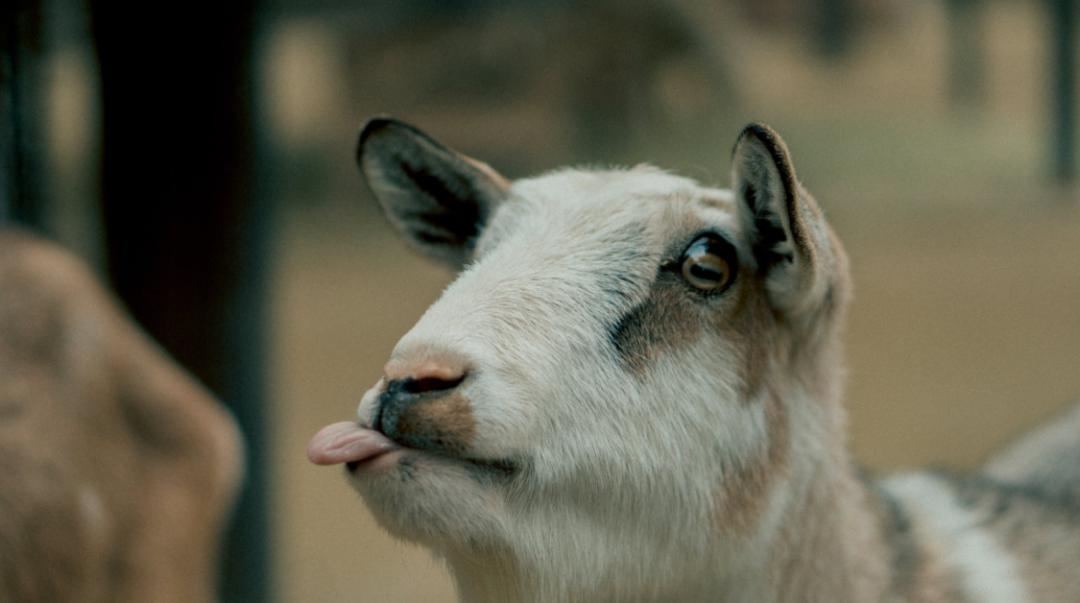 说文解字：羊，羊在古代与祥相通，吉祥之意，是祥瑞的象征