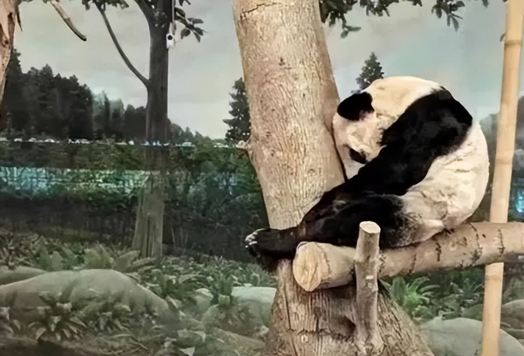 大熊猫香香回国日本民众哭着告别,大熊猫香香回国日本民众哭了